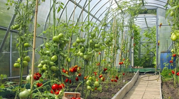 大棚小知識(shí)：低溫雨雪天，大棚蔬菜該如何防凍？